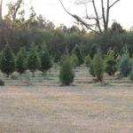Country Pine Christmas Tree Farm in Davisville