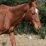 Panhandle Equine Rescue Horses