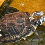Turtle-Point-012.jpg