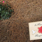 Meagan-Wilburn-Rose-Garden-012.jpg