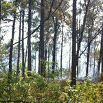 Brush-Fire-020.jpg