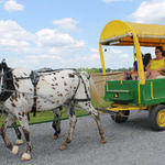 Wagon-Train-039.jpg