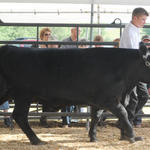 Livestock-Show-028.jpg
