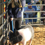 Livestock-Show-126.jpg