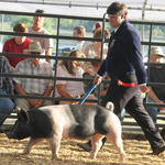 Livestock-Show-130.jpg