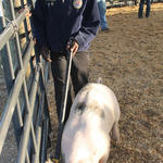 Livestock-Show-132.jpg