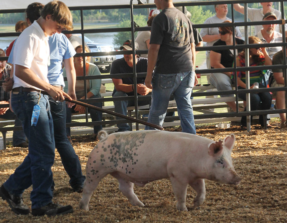 Livestock-Show-133.jpg