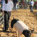 Livestock-Show-138.jpg