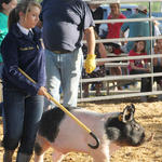 Livestock-Show-141.jpg