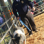 Livestock-Show-142.jpg