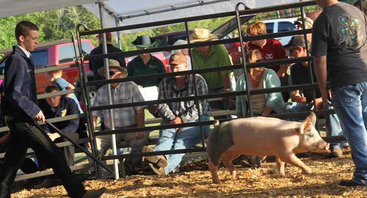 Livestock-Show-144.jpg