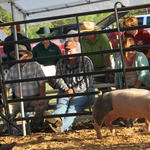 Livestock-Show-144.jpg