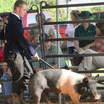 Livestock-Show-152.jpg