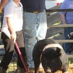 Livestock-Show-161.jpg