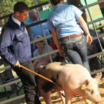 Livestock-Show-162.jpg