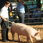 Livestock-Show-165.jpg