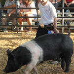 Livestock-Show-166.jpg