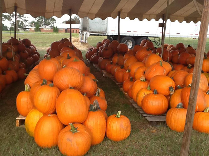 Cantonment-Pumpkins-010.jpg