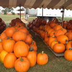 Allen Memorical Pumpkin Patch