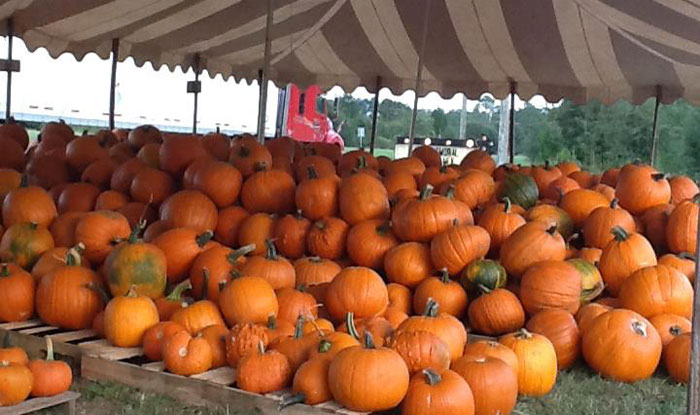 Cantonment-Pumpkins-012.jpg
