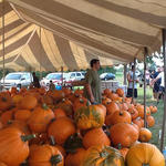 Cantonment-Pumpkins-013.jpg