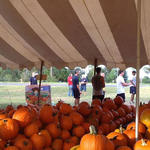 Cantonment-Pumpkins-018.jpg