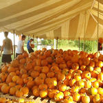 Cantonment-Pumpkins-030.jpg