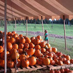 Cantonment-Pumpkins-035.jpg