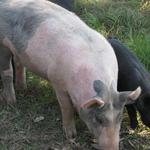 GreenCedarsFarm_Roger Elliott_2012 Farm Tour 013.jpg