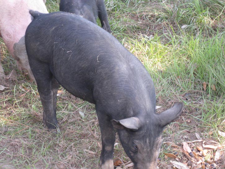 GreenCedarsFarm_Roger Elliott_2012 Farm Tour 014.jpg
