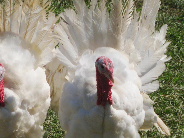 GreenCedarsFarm_Roger Elliott_2012 Farm Tour 018.jpg