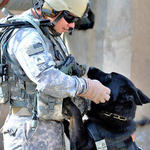Army Work Dog Reunited