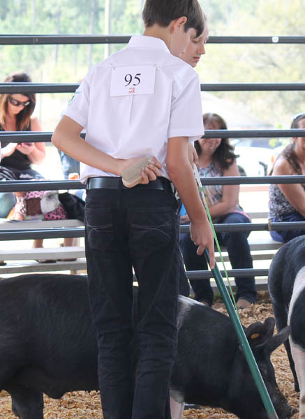 Livestock-Show-101.jpg