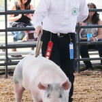 Livestock-Show-104.jpg