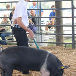 Livestock-Show-106.jpg