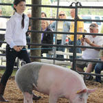 Livestock-Show-113.jpg