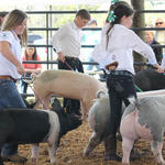 Livestock-Show-115.jpg