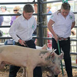 Livestock-Show-116.jpg