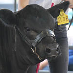 Livestock-Show-127.jpg