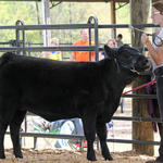 Livestock-Show-133.jpg