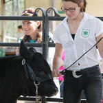 Livestock-Show-137.jpg