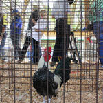 Livestock-Show-200.jpg