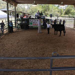 Livestock-Show-216.jpg