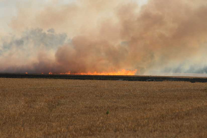 wheatfieldfire55