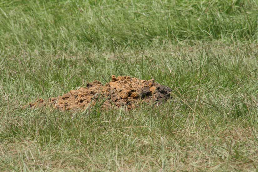 The Covered Hole Containing Picric