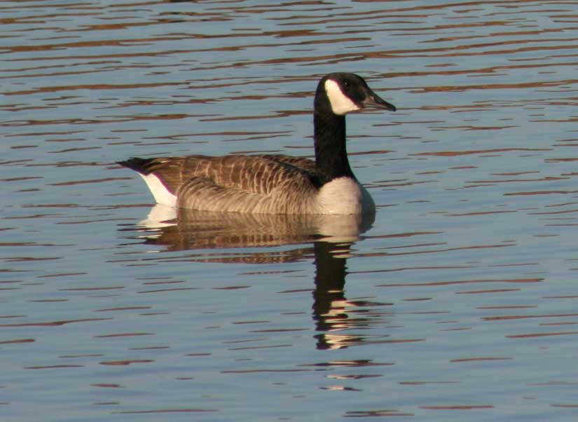 geese11