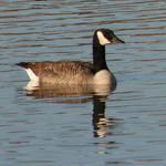Walnut Hill Canadian Geese