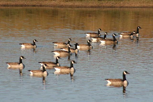 geese13