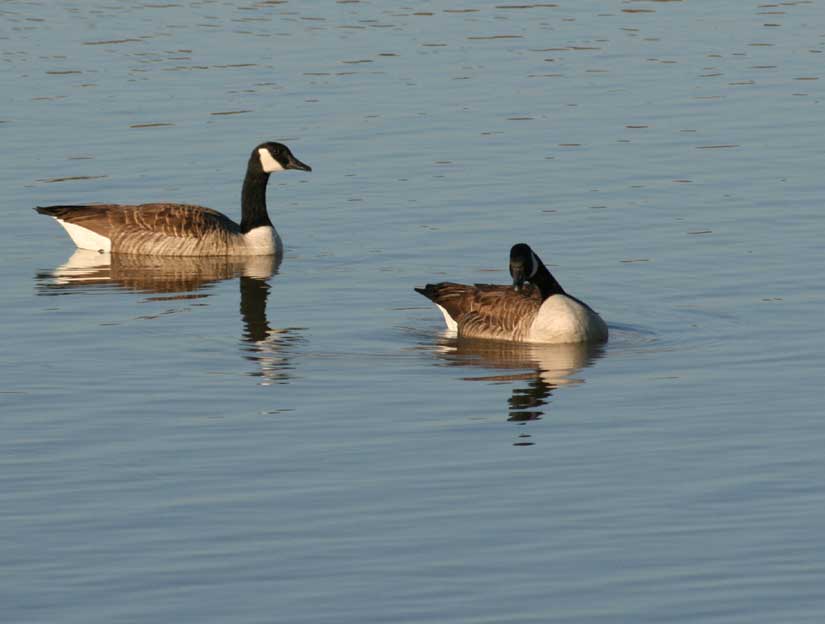 geese14
