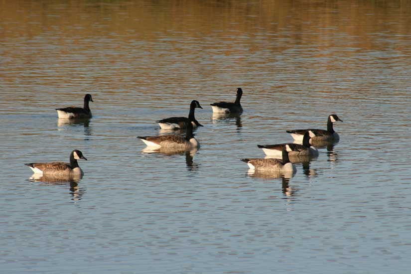 geese23